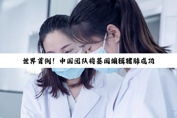 世界首例!中国团队将基因编辑猪肺成功移植人体