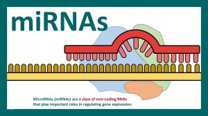 mirna